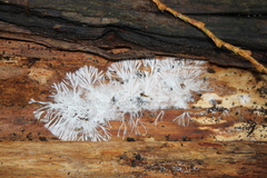 Etheirodon fimbriatum