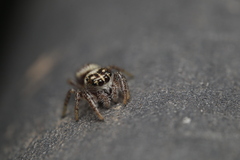 Macaroeris nidicolens