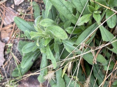 Myosotis arvensis