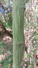 Adenia gummifera