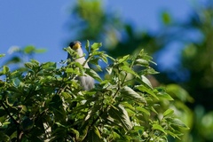 Ceuthmochares australis