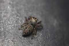 Macaroeris nidicolens