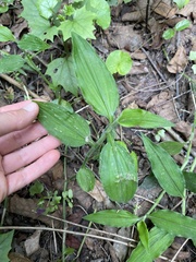 Aneilema aequinoctiale