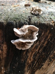 Fungi