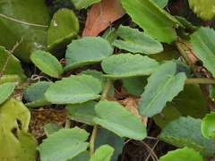 Cissus rotundifolia