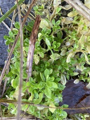 Cerastium holosteoides