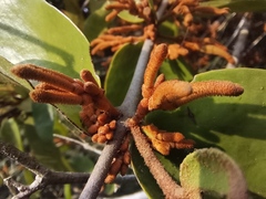 Scurrula