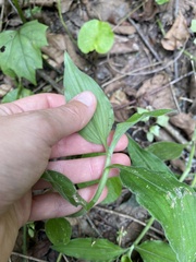 Aneilema aequinoctiale