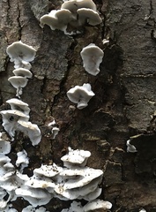 Fungi