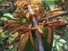 Scurrula