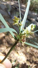 Cyperus sexangularis