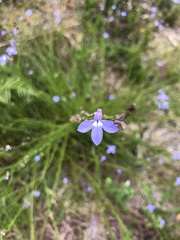 Lobelia setacea