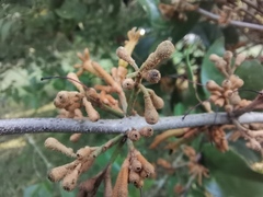 Scurrula