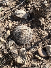 Coryphantha echinus