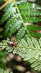 Oxyopes