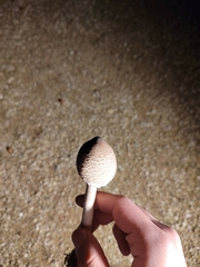Macrolepiota