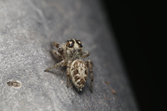 Macaroeris nidicolens