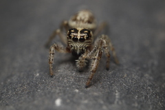 Macaroeris nidicolens