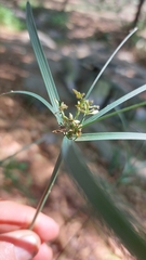 Cyperus sexangularis