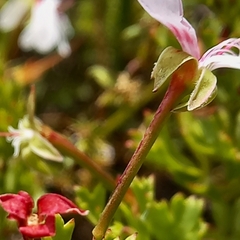 Pelargonium ternatum