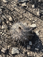 Coryphantha echinus