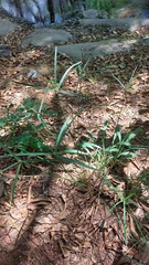 Cyperus sexangularis