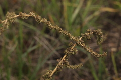 Atriplex intracontinentalis