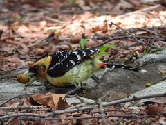 Trachyphonus vaillantii