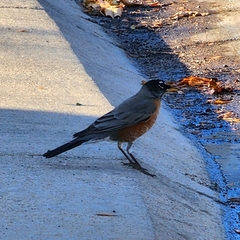 Turdus migratorius