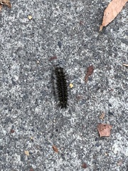 Lophocampa roseata