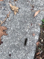 Lophocampa roseata