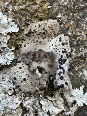Umbilicaria hirsuta