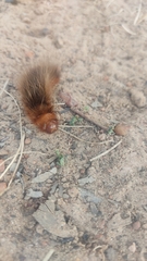 Phyllalia patens