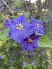 Lycianthes rantonnetii