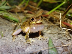 Dendropsophus seniculus