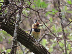 Trachyphonus vaillantii