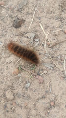 Phyllalia patens