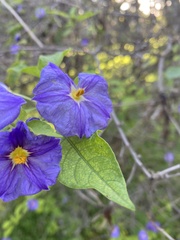 Lycianthes rantonnetii