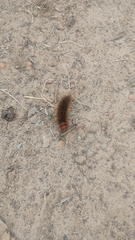 Phyllalia patens