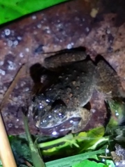 Limnonectes fujianensis