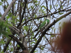 Chrysococcyx caprius