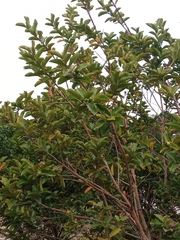 Psidium guineense