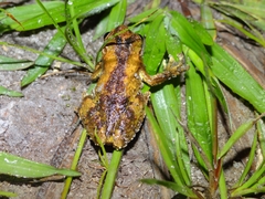 Dendropsophus seniculus