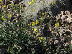 Diplotaxis tenuifolia