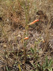 Penstemon labrosus