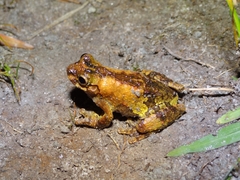 Dendropsophus seniculus