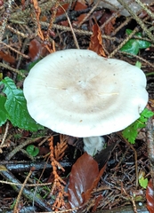 Clitocybe nebularis