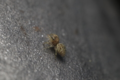 Macaroeris nidicolens