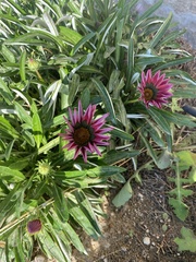 Gazania rigens