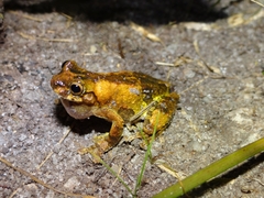 Dendropsophus seniculus